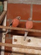 Bourkes, Dieren en Toebehoren, Meerdere dieren, Parkiet