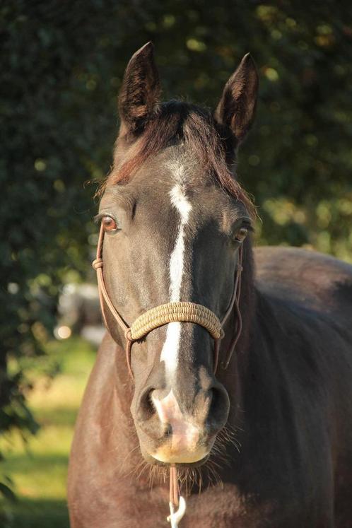 Licol, longe, rênes, cordelettes, frontal, muserolle side..., Dieren en Toebehoren, Paarden en Pony's | Hoofdstellen en Tuigage