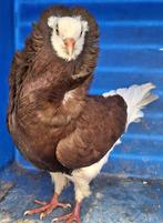 Oud Hollandse Kapucijn, Dieren en Toebehoren, Vogels | Duiven, Meerdere dieren, Overige soorten