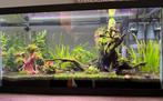 Compleet aquarium van 60 liter — uitgerust, beplant, Dieren en Toebehoren, Ophalen, Zo goed als nieuw