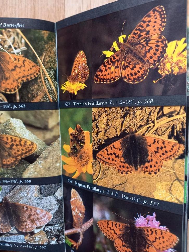 GUIDE DE TERRAIN SUR LES PAPILLONS D'AMÉRIQUE DU NORD, Livres, Nature, Neuf, Enlèvement ou Envoi