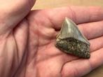 MOOIE POSTERIOR MEGALODON TAND - 4,89 cm, Verzamelen, Ophalen of Verzenden, Fossiel