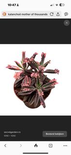 Gezocht : roze Kalanchoë Mother of Thousands, Huis en Inrichting, Kamerplanten, Ophalen, Vetplant