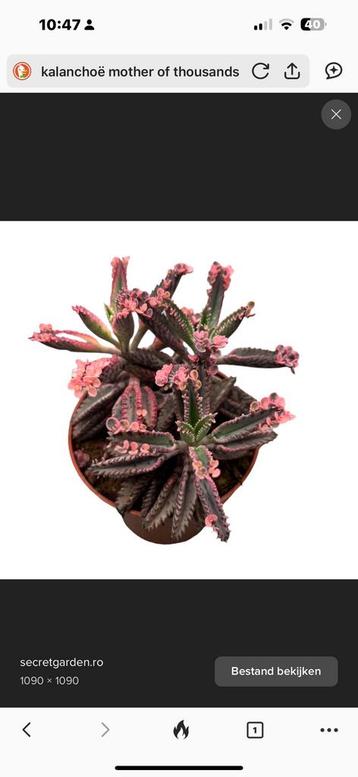 Gezocht : roze Kalanchoë Mother of Thousands beschikbaar voor biedingen