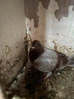 Twee duiven, Dieren en Toebehoren