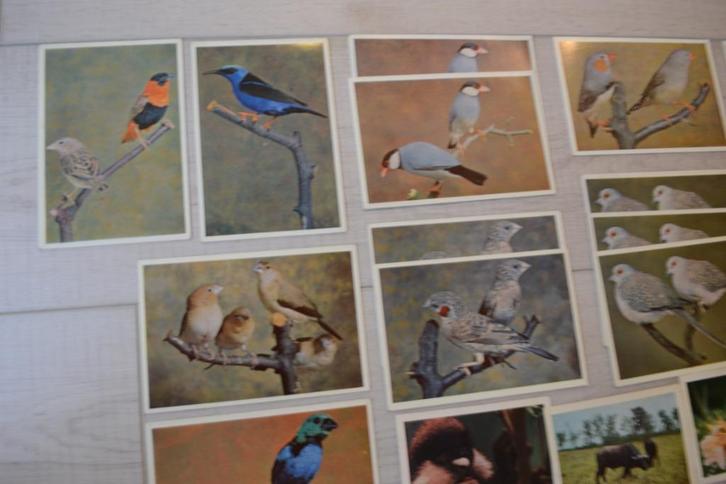 Prenten Cote d'Or, Congo, Verzamelen, Foto's en Prenten, Zo goed als nieuw, Prent, Dier, 1940 tot 1960, Ophalen of Verzenden