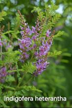Indigofera Heterantha winterhard, Ophalen, Zomer