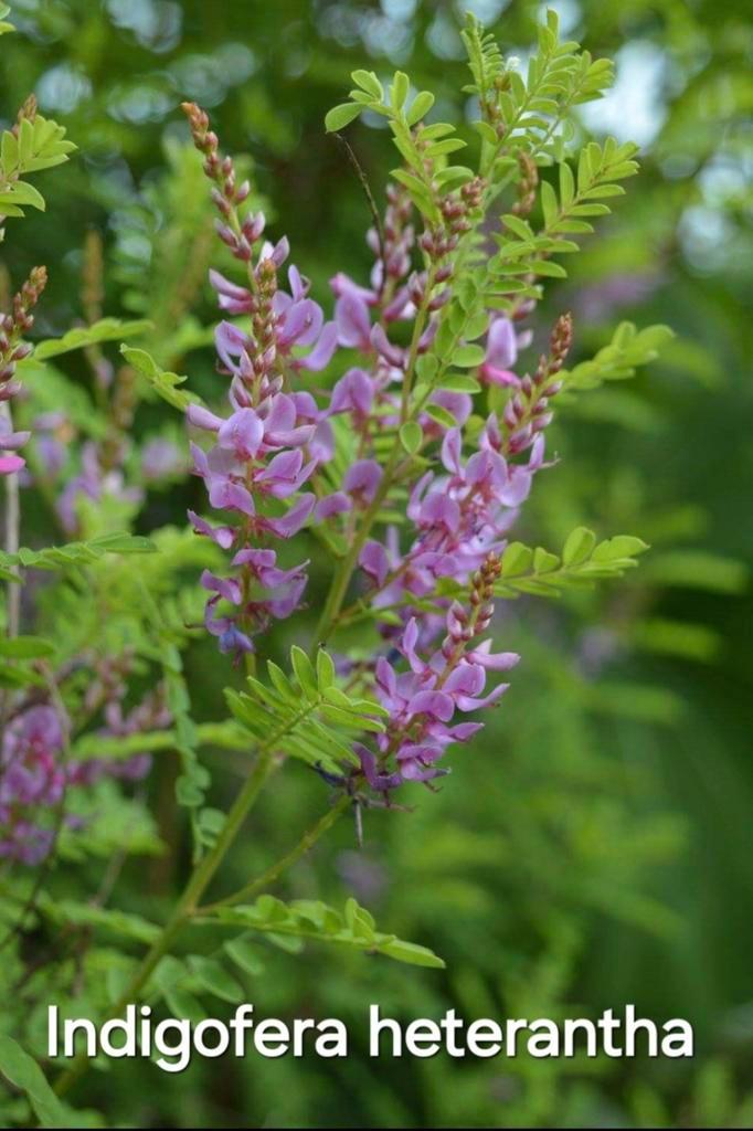 Indigofera Heterantha winterhard, Tuin en Terras, Planten | Tuinplanten, Zomer, Ophalen