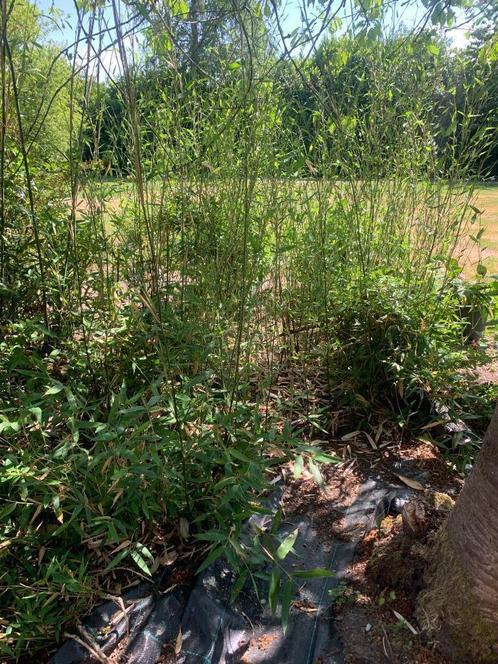 Bamboo gratis, Tuin en Terras, Planten | Tuinplanten, Vaste plant, Overige soorten, Volle zon, Bloeit niet, Ophalen