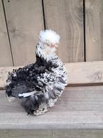 Usa zijdehoen motteld broedeitjes, Dieren en Toebehoren, Pluimvee