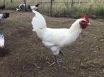 Poule de bress haan, Mannelijk, Kip