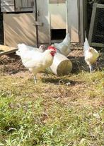 Poule de Bresse, Dieren en Toebehoren, Meerdere dieren, Kip