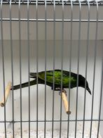 Koppel emeraldspreeuwen, Dieren en Toebehoren, Vogels | Overige Vogels, Geringd