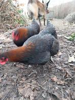 2 Marans hennen te koop, augustus 24, reeds aan de leg, Dieren en Toebehoren, Pluimvee, Vrouwelijk, Kip