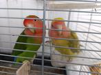 Koppel dwergpapegaai met grote kooi 100€, Dieren en Toebehoren, Vogels | Parkieten en Papegaaien, Meerdere dieren, Dwergpapegaai of Agapornis