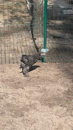 Brahma kuikens, Dieren en Toebehoren, Pluimvee, Meerdere dieren, Kip