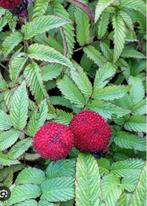Rubus illecobrosus, Ophalen of Verzenden