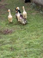 Canards, Animaux & Accessoires