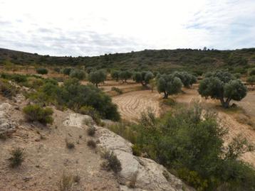 Finca in Maella (Aragón, Spanje) - 1088 beschikbaar voor biedingen