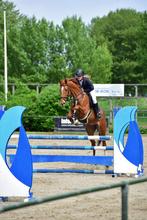 Fijn springpaard, L, Springpaard