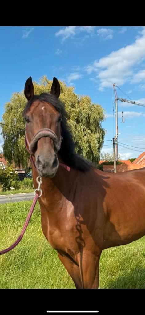 Paard te koop, Dieren en Toebehoren, Paarden, Ruin, Zadelmak, 160 tot 165 cm, 11 jaar of ouder, Recreatiepaard, Gechipt, Ontwormd