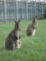 kangoeroe wallaby mannen en vrouwen wit en bruin, Plusieurs animaux