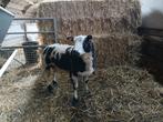 Bélier Baggerbond de 1 an, Animaux & Accessoires, Mâle, Mouton, 0 à 2 ans