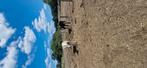 3 paarden 1500 per, Dieren en Toebehoren, Paarden, Gechipt, Minder dan 160 cm, Zadelmak, 3 tot 6 jaar