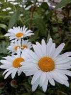 Grote potten boerenmargrieten , vanaf 2,5 euro, Volle zon, Vaste plant, Zomer, Ophalen