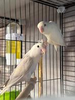 Dwergpapegaai roseicolli, Meerdere dieren, Dwergpapegaai of Agapornis, Geringd