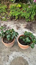 Hibiscus XXL, Tuin en Terras, Ophalen