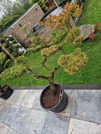 Zeer mooie Juniperus tuinbonsai/vormboom, Tuin en Terras, Planten | Bomen, Ophalen of Verzenden