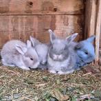 Franse hangoor konijntjes, Dieren en Toebehoren, Konijnen, Meerdere dieren, Hangoor