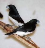 Glansekstertjes gezocht, Dieren en Toebehoren, Vogels | Overige Vogels