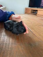 Cavia-beertje, Mâle, Domestique, Janvier, Cobaye