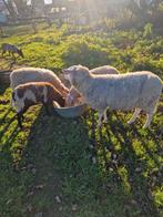Drachtige schapen, Dieren en Toebehoren