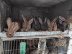 Mooie konijnen te koop, Animaux & Accessoires, Lapins