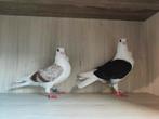 Gjylijat together 50€, Animaux & Accessoires, Oiseaux | Pigeons, Plusieurs animaux, Autres espèces