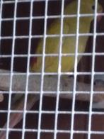 Koppel bergparkieten, Dieren en Toebehoren