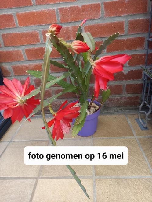 stekjes van rood bloeiende hangcactus ., Huis en Inrichting, Kamerplanten, Cactus, Ophalen