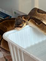 Enchi clown proven breeder