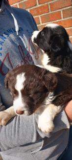 Border collie pups, Dieren en Toebehoren, Honden | Herdershonden en Veedrijvers, België, Fokker | Hobbymatig, 8 tot 15 weken, Collie