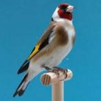 te koop, Dieren en Toebehoren, Mannelijk, Wildzangvogel, Geringd