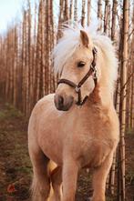 Prachtige grote palomino shetlander, Ruin, A pony (tot 1.17m), 3 tot 6 jaar, Gechipt