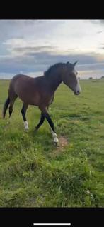 Ruin te lease, Dieren en Toebehoren, Ruin, Onbeleerd