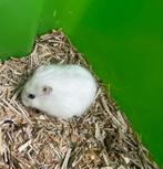 Dwerghamster, Dieren en Toebehoren, Knaagdieren, Hamster, Vrouwelijk, Tam, September