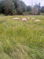 Jonge schapen bokken en ooien, Dieren en Toebehoren, Geslacht onbekend, Schaap, 0 tot 2 jaar