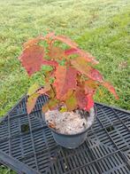 Hydrangea quercifolia Snow Queen, Tuin en Terras, Planten | Tuinplanten, Ophalen