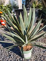 Yucca Gloriosa, Ophalen