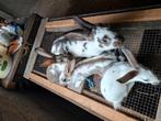 Vlinder konijnen, Dieren en Toebehoren